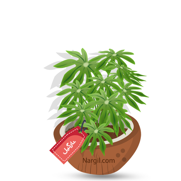  Nargil - Japanese aralia